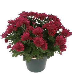Chrysanthemum – Pot Mums  Gardeners Tips