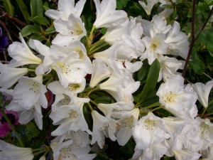 rhdo-white