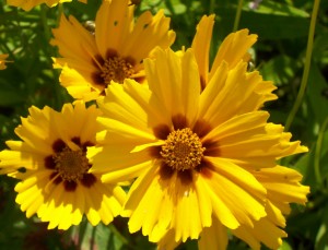 coreopsis