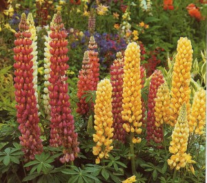 lupin1