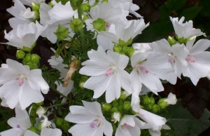 malva Musk Mallow alba