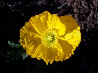 iceland-poppy-8 iceland-poppy