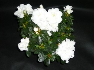 azalea azalea