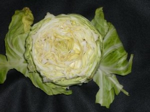 cabbage cabbage