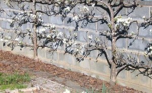 pear-espallier-in-blossom