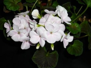 pelargonium pelargonium
