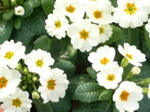 primroses primroses