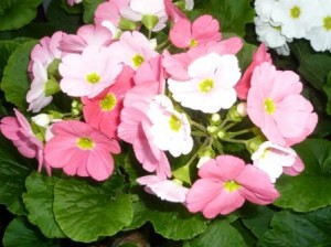 primula-obconica primula-obconica