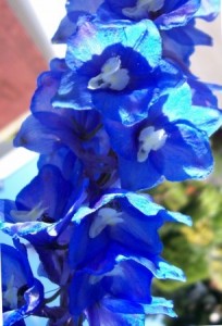 delphinium delphinium
