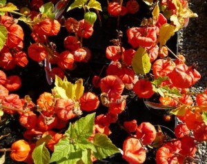 physalis physalis