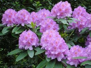rhododendron