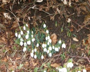 snowdrops snowdrops