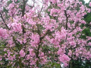 almond-blossom almond-blossom