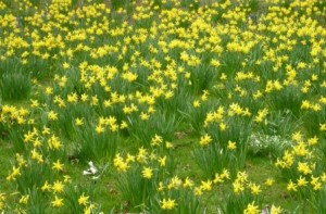 one-or-two-daffs one-or-two-daffs