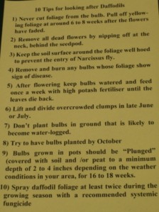 10-tips-for-looking-after-daffodils 10-tips-for-looking-after-daffodils