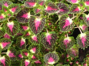 coleus-1 coleus-1