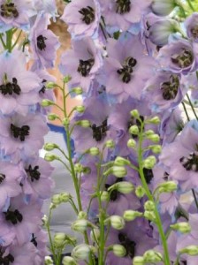 delphiniums-skipton-richard-sara delphiniums-skipton-richard-sara
