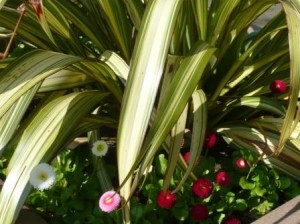 under-planting-phormium