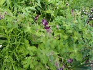 black-geranium black-geranium
