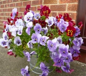 container-gardening container-gardening