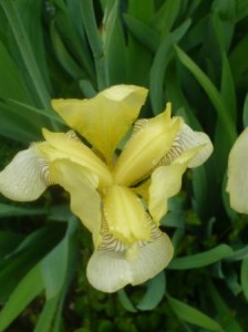 iris-171