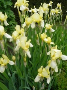 irises-170 irises-170
