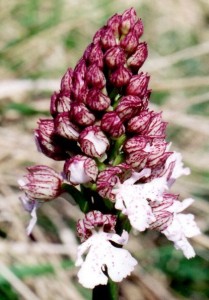 lady-orchid