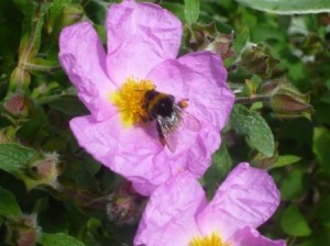 b-cistus
