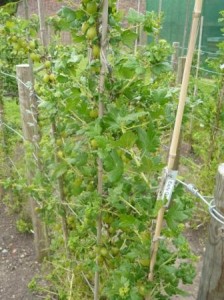 gooseberry2