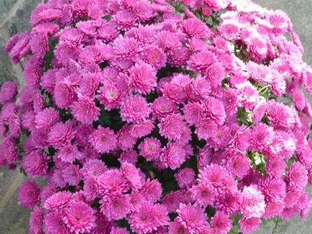 Chrysanthemum – Pot Mums  Gardeners Tips