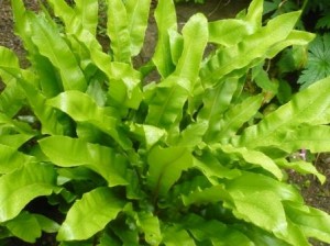 harts-tongue-fern harts-tongue-fern