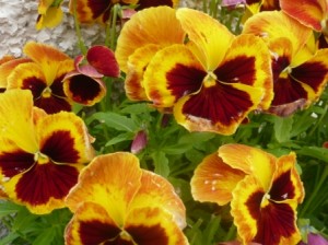 pansy pansy