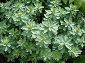 sedum sedum