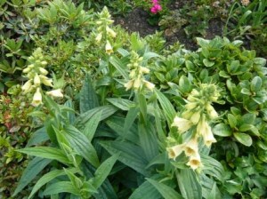yellow-foxgloves
