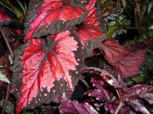 red begonia rex red begonia rex