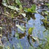 waterlogged garden