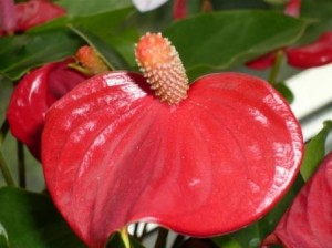 Anthurium