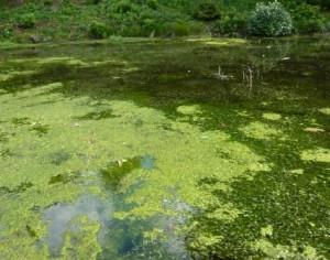 Pond Weed