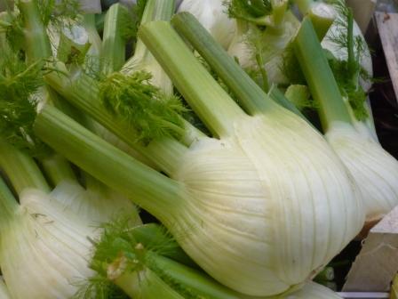 fennel-bulb – Gardeners Tips