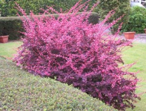 Berberis Prickly Shrubs & Hedges – Gardeners Tips