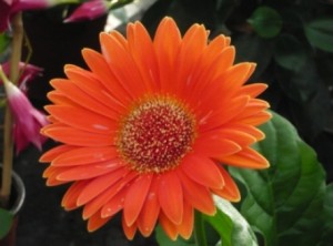 gerbera-also