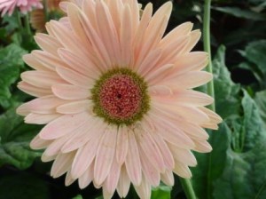 gerbera-too