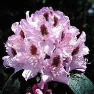 Inkarho Rhododendron