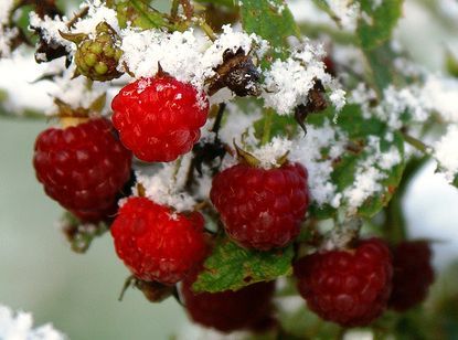 seasonal-raspberry1