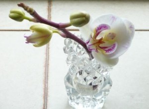 moth-orchid