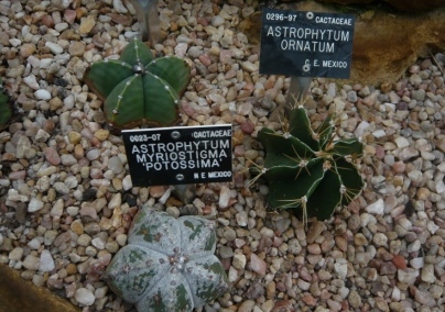 astrophytum-mexico