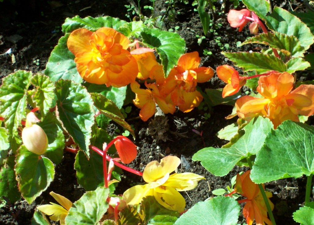begonia-apricot-shades