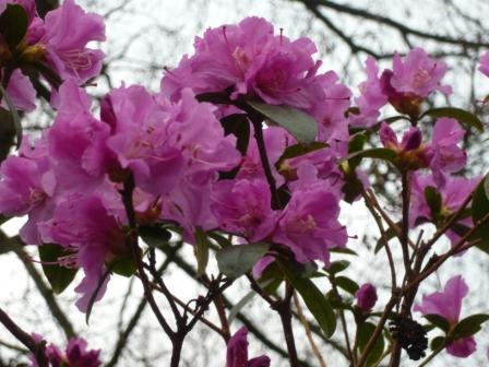 early-rhododendron