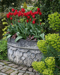 Tulips in Container with Euphorbia