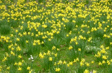 one-or-two-daffs